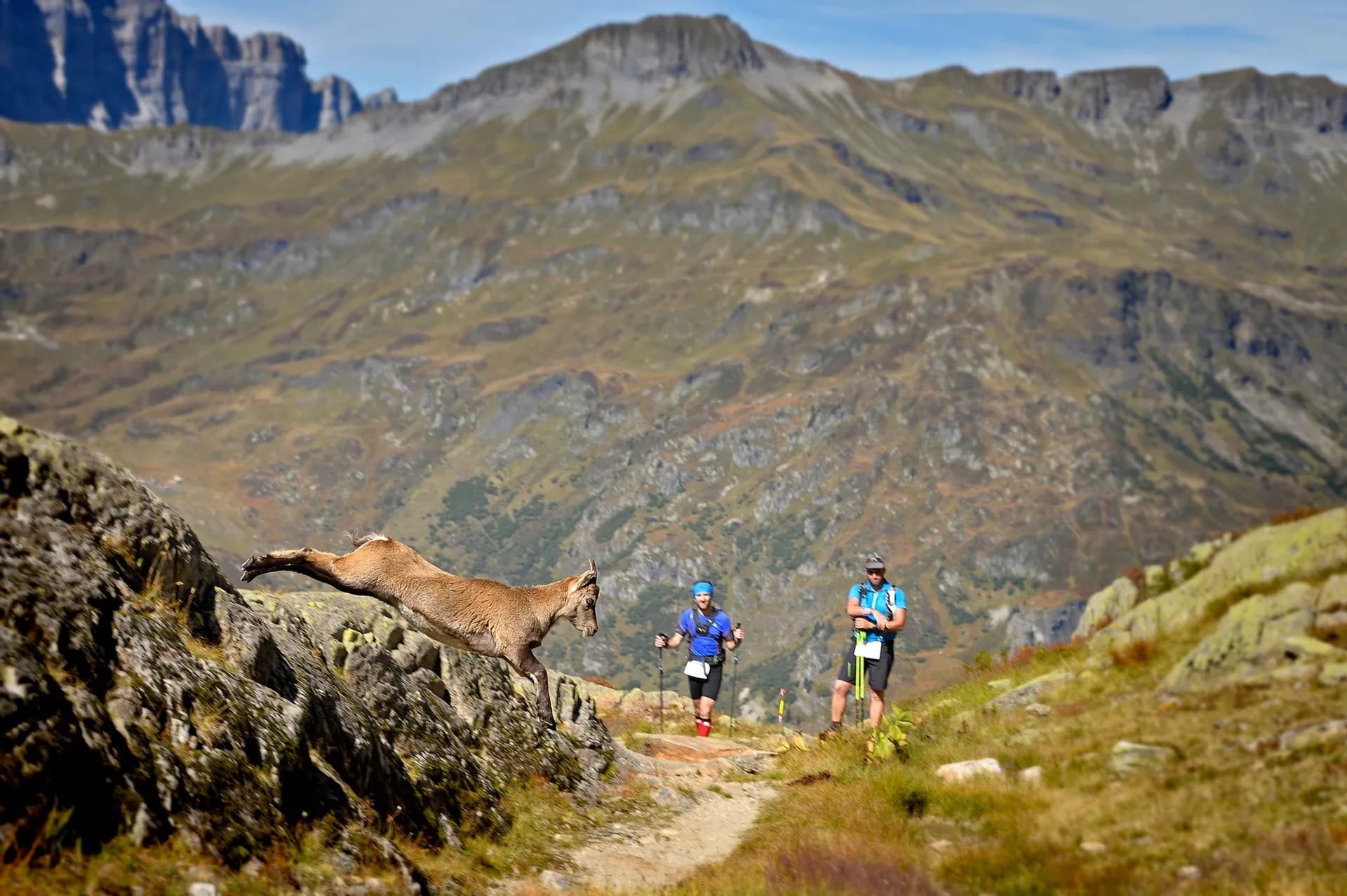 Trail des Aiguilles Rouges