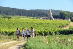 Trail du Vignoble de Beaune